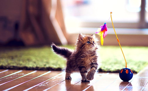 Cute Kitten Playing, ลูกแมว tabby สีน้ำตาล, น่ารัก, ลูกแมว, กำลังเล่น, วอลล์เปเปอร์ HD HD wallpaper
