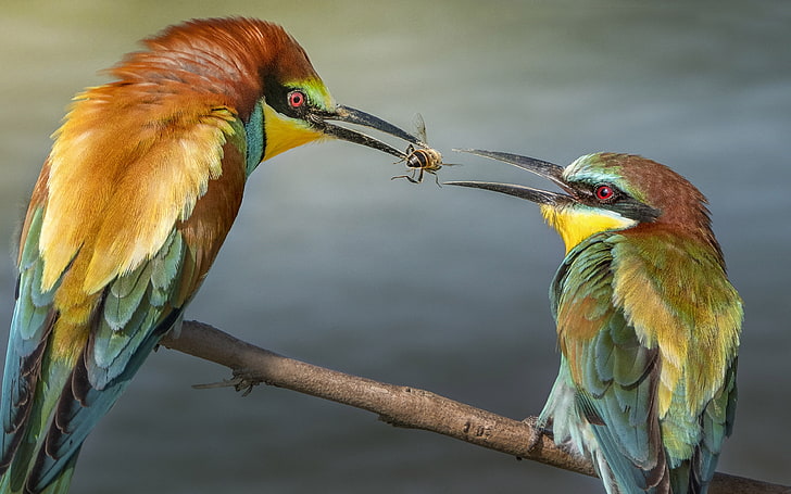 European Bee Eater (merops Apiaster)  Survival In Africa India Australia Europe And Islands On The South Pacific Desktop Wallpaper Hd 3840×2400, HD wallpaper