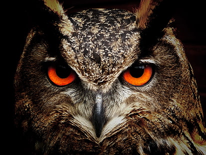 owl, eyes, birds, hd, HD wallpaper HD wallpaper