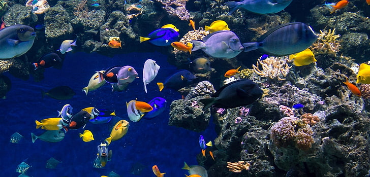 Aquarium für Desktop-Hintergrund, HD-Hintergrundbild
