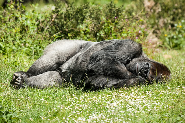 Gorrila sleep, black gorilla, sun, grass, © Tambako The Jaguar, monkey, gorilla, primate, relaxation, HD wallpaper