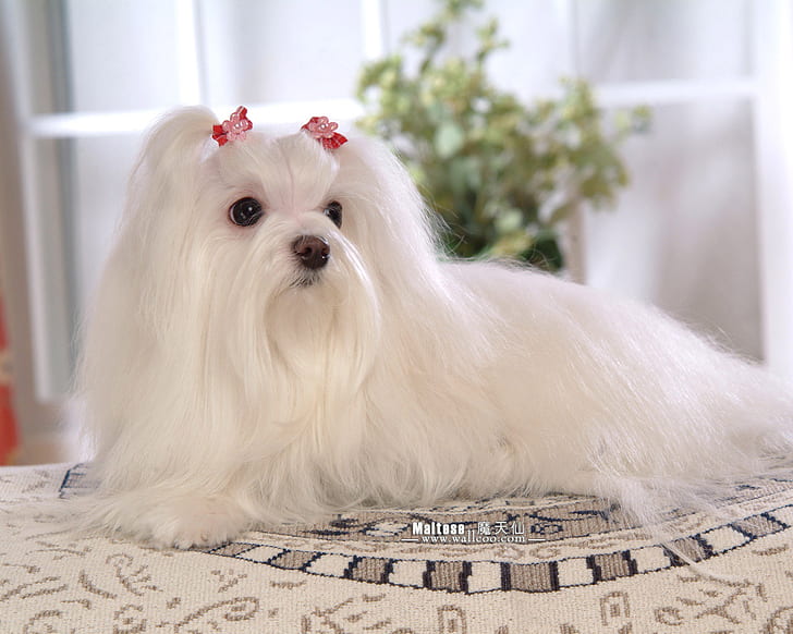 cute, dog, maltese, puppies, white, HD wallpaper
