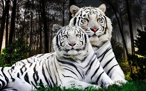 Fond d'écran du bureau de la paire de tigres blancs, Fond d'écran HD HD wallpaper