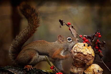 brown squirrel, animals, squirrel, mushroom, eating, HD wallpaper HD wallpaper