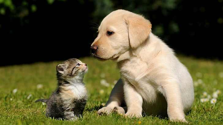かわいい、子犬、子猫、子猫、猫、犬種、犬、ラブラドル・レトリーバー犬、レトリーバー、草、ひげ、 HDデスクトップの壁紙