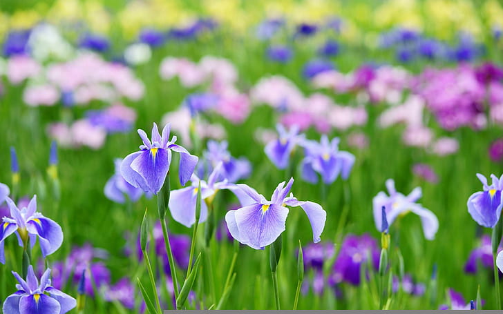 Fleurs d'iris, fleurs violettes et roses, fleur, nature, iris, fleurs, Fond d'écran HD