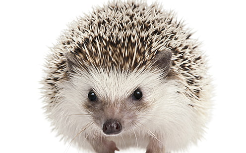 white hedgehog, eyes, muzzle, hedgehog, mammal, HD wallpaper HD wallpaper