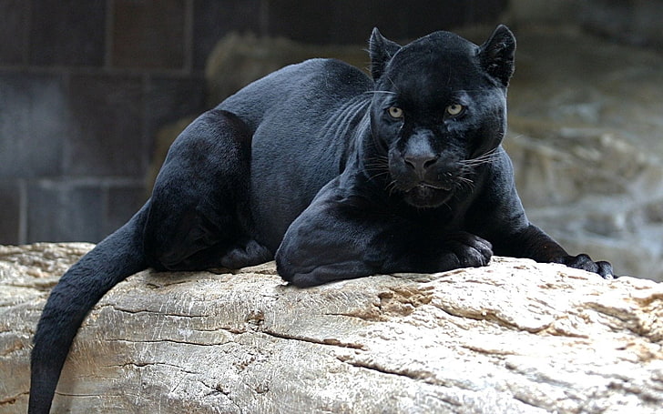 black panther predatory cat, panther, big cat, carnivore, face, lie, HD wallpaper