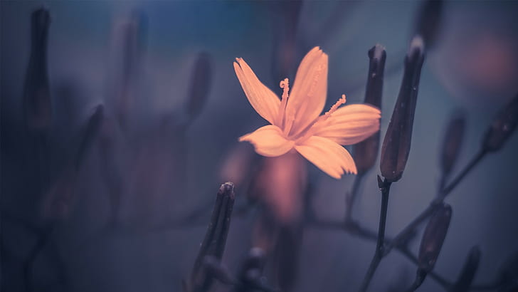 Blüte, Blütenblätter, Blumen, Orangenblüten, HD-Hintergrundbild