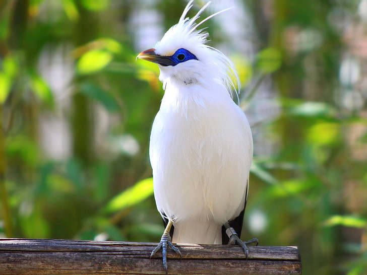 Bali Starling, biały ptak, zwierzęta, ptaki, gałęzie, drzewo, biały, siedzący, Tapety HD