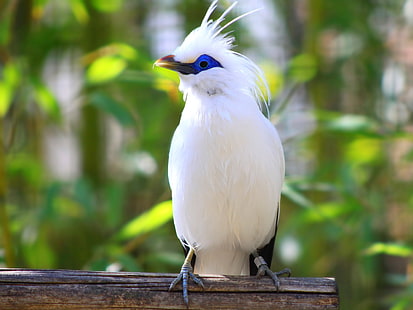 Bali Star, weißer Vogel, Tiere, Vögel, Zweige, Baum, weiß, sitzend, HD-Hintergrundbild HD wallpaper