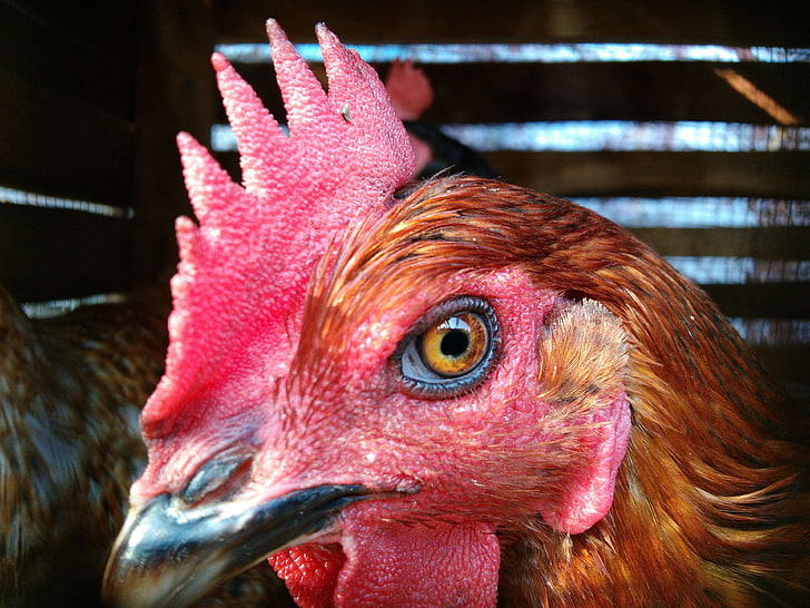 eyes, hen, rooster, HD wallpaper