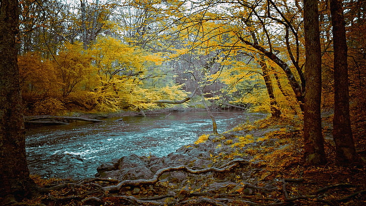 Речни дървета Есенна гора HD, природа, дървета, гора, река, есен, HD тапет