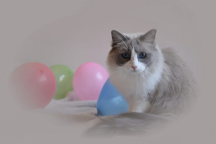 kucing, binatang, balon, mata biru, Wallpaper HD