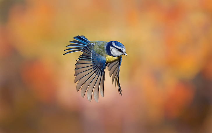 Bird close-up, chickadee flying, blur background, Bird, Chickadee, Flying, Blur, Background, HD wallpaper