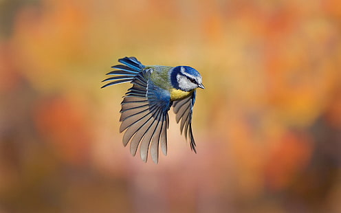 Bird close-up, chickadee flying, blur background, Bird, Chickadee, Flying, Blur, Background, HD wallpaper HD wallpaper