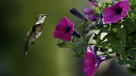 1366x768, colibri, kwiaty, Tapety HD HD wallpaper