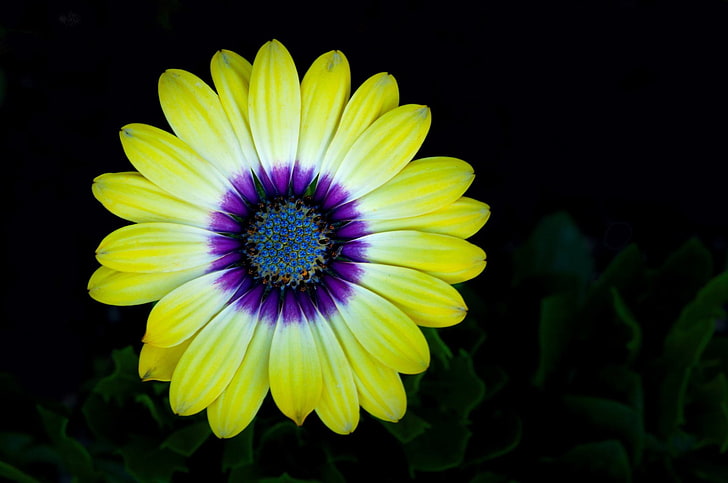 Flowers, Gerbera, Close-Up, Daisy, Flower, Nature, Yellow Flower, HD wallpaper