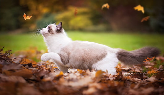 Herbst, Katze, Blätter, Ragdoll, HD-Hintergrundbild HD wallpaper