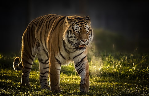 tiger, background, predator, wild cat, handsome, HD wallpaper HD wallpaper
