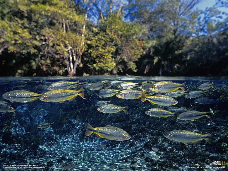poisson, lac, National Geographic, split view, eau, Fond d'écran HD