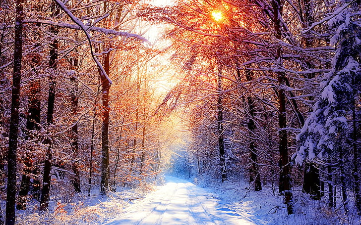 Snow Sunshine, sunshine, nature, bright, white, tress, cold, scenic, snow, light, pretty, winter, HD wallpaper