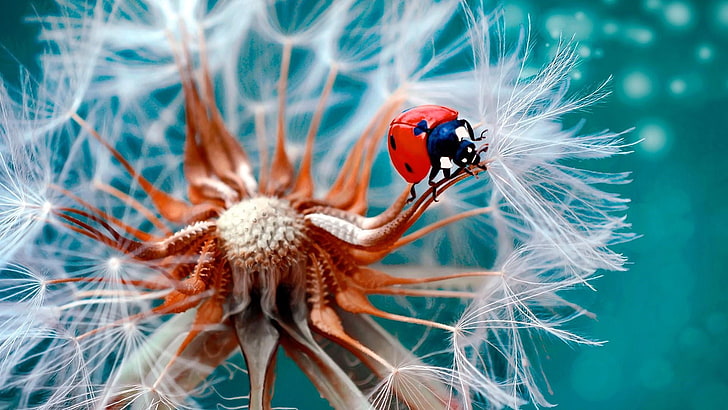 close up, macro photography, dandelion, seed, insect, ladybird, ladybug, flower, bug, HD wallpaper