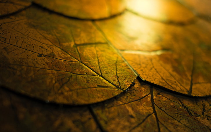 hojas marrones, foto de primer plano de hojas marrones, otoño, hojas, corcho, madera, macro, Fondo de pantalla HD