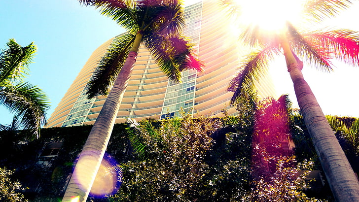 palmera, Miami, palmeras, Florida, Fondo de pantalla HD