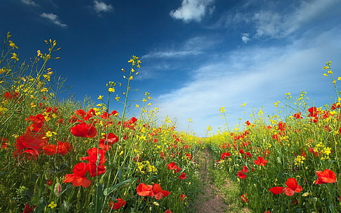 Kırmızı gelincik, gündüz doğa fotoğrafçılığı sırasında çiçek alan rhoeas çiçek, çiçekler, alan, kırmızı çiçekler, sarı çiçekler, manzara, gökyüzü, HD masaüstü duvar kağıdı HD wallpaper