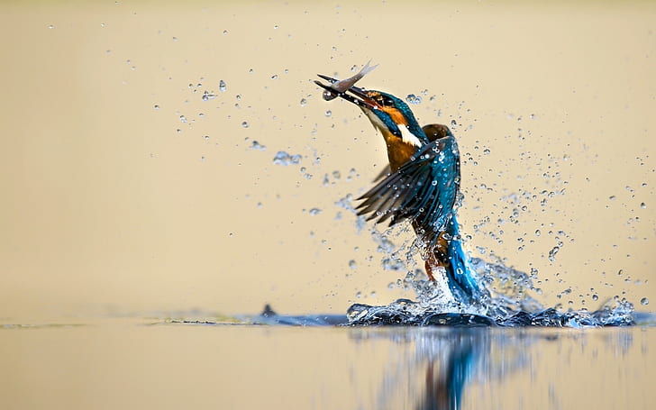 Kingfisher tarian yang indah, air, percikan, menangkap ikan, Kingfisher, Cantik, Tari, Air, percikan, Tangkapan, Ikan, Wallpaper HD