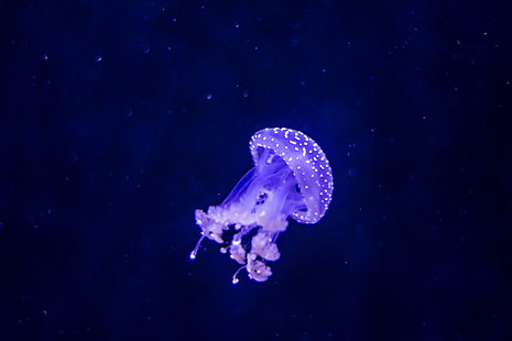 jellyfish with blue background photo, Jellyfish, blue, background, photo, diergaarde  blijdorp, rotterdam, underwater, animal, sea, nature, wildlife, tentacle, aquarium, swimming Animal, cnidarian, sea Life, poisonous, HD wallpaper HD wallpaper