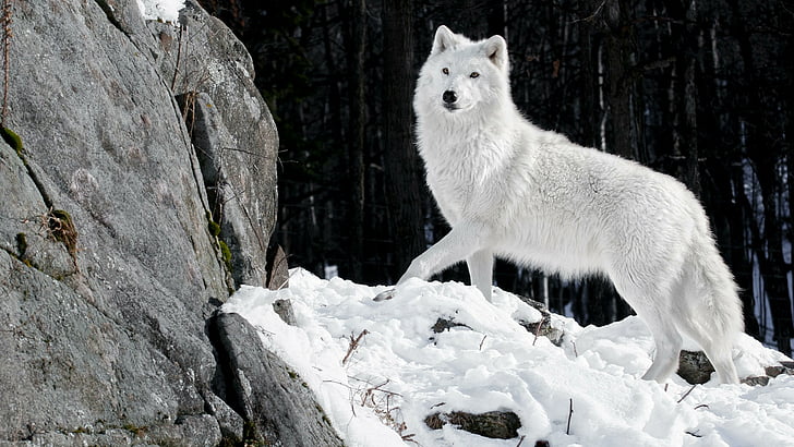 dzika przyroda, alaskan tundra wolf, ssak, biały wilk, canis lupus tundrarum, wilk, śnieg, arktyczny, zamrażanie, futro, drzewo, Tapety HD