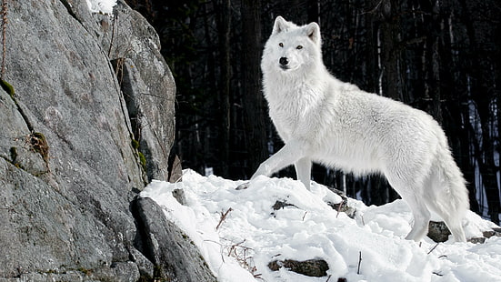 wildlife, alaskan tundra wolf, mammal, white wolf, canis lupus tundrarum, wolf, snow, arctic, freezing, fur, tree, HD wallpaper HD wallpaper