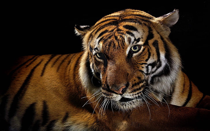 brown and black tiger, tiger, shadow, striped, big cat, HD wallpaper