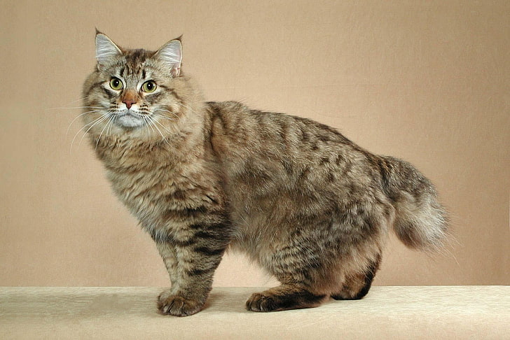 серый кот, американский бобтейл, кот, короткий хвост, в полоску, HD обои