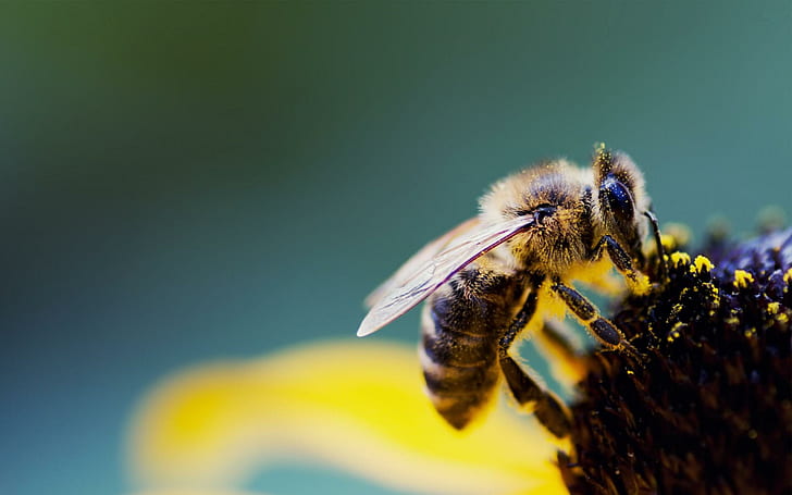 Honey Bee Animal e Flor, mel, animal, flor, HD papel de parede