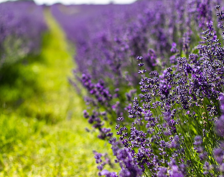 фиолетовое поле лаванды, лаванда, цветы, сирень, лето, HD обои