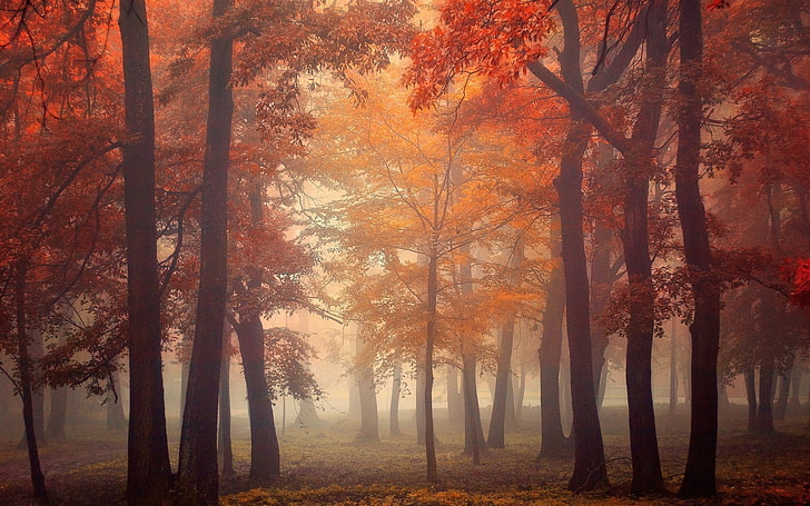 brown leafed trees, nature, landscape, mist, trees, fall, leaves, red, park, morning, HD wallpaper