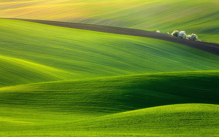 Feld, grün, spektakulär, HD-Hintergrundbild