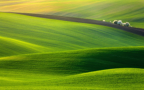 поле, зелено, грандиозно, HD тапет HD wallpaper