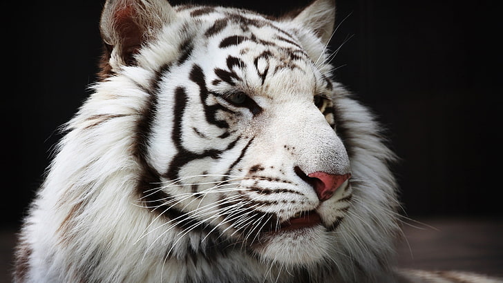 白虎、虎、白虎、動物、 HDデスクトップの壁紙