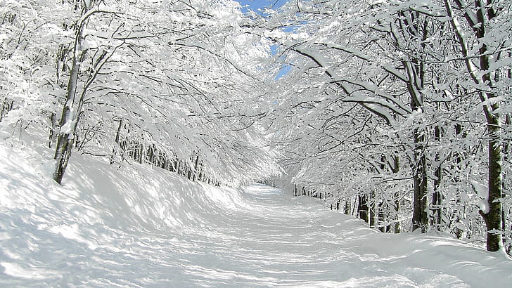 frio, floresta, paisagens, natureza, caminho, estradas, neve, trilha, trilha, árvores, branco, inverno, HD papel de parede
