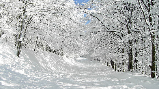 Kälte, Wald, Landschaften, Natur, Pfad, Straßen, Schnee, Spur, Spur, Bäume, Weiß, Winter, HD-Hintergrundbild HD wallpaper