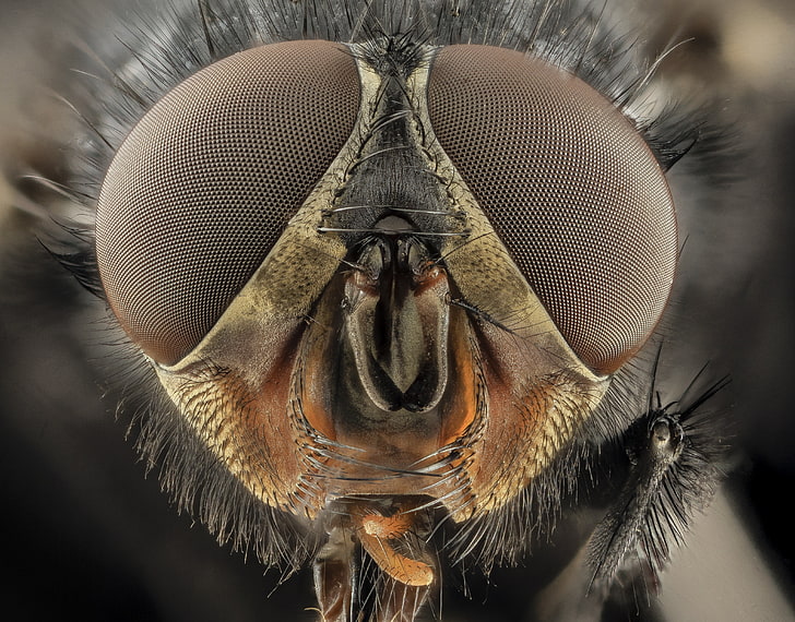 макро фотография черной мухи, насекомое, макро, крупным планом, пчелы, HD обои