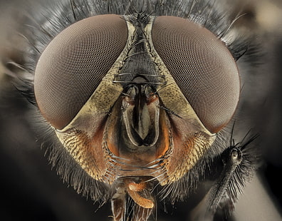 Fotografía macro de mosca negra, insecto, macro, primer plano, abejas, Fondo de pantalla HD HD wallpaper