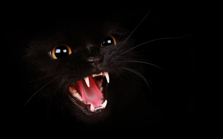 aggressive, black, cat, HD wallpaper