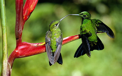 figurine d'oiseau vert et rouge, colibris, oiseaux, animaux, Fond d'écran HD HD wallpaper