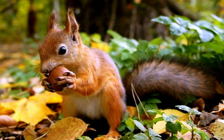 squirrel, HD wallpaper