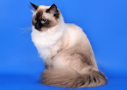 Сиамская кошка, кошка, сибирская кошка, окрас-точка, невский маскарад, HD обои HD wallpaper
